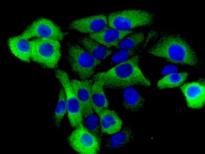 Immunofluorescent analysis of HACAT cells labelling PHO1 with ab150369 at 1/250 dilution.