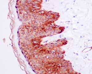 Immunohistochemical analysis of paraffin embedded normal Human skin tissue using ab150369 showing +ve staining.