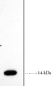 ab23705 at 1/1000 western blot detection of 0.25 ug of human secretory phospolipase A2.