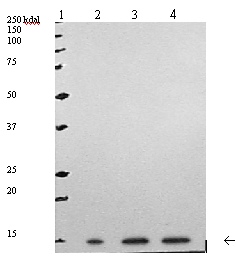 Lane 1 :  Precision Plus Protein StandardLanes 2 - 4 :  Anti-Phospholipase A2 IIA antibody [SCACC353] (ab24498) at 5 µg/mlLane 1 : As aboveLane 2 : Human sPLA2 (Type IIa) (0.25 µg)Lane 3 : Human sPLA2 (Type IIa) (0.5 µg)Lane 4 : Human sPLA2 (Type IIa) (1.0 µg)SecondaryLane 2 : Anti-mouse IgG (HRP) conjugate Dilution: 1:10,000Lanes 3 - 4 : (HRP) conjugate Dilution: 1:10,000developed using the ECL technique