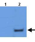 All lanes : Anti-Phospholipase C beta 1 antibody (ab21824) at 1/1000 dilutionLane 1 : Total protein extract from E. coli with ~50ng to 100ng of a negative control fusion protein with an irrelevant antigen at 20 ugLane 2 : Total protein extract from E. coli with ~50ng to 500ng of the antigen fusion protein at 20 ug SecondaryRabbit anti-mouse IgG + IgM, (H+L) horseradish peroxidase conjugated at 1/5000 dilution