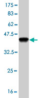 Western blot against tagged recombinant protein immunogen using ab55668 Phospholipase D1 antibody at 1ug/ml.
