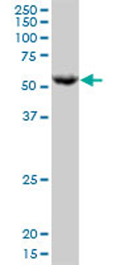 Anti-Phosphoribosyl pyrophosphate amidotransferase antibody (ab72941) at 1/500 dilution + K562 cell lysate at 25 µgSecondaryGoat anti-mouse IgG (H&L)-HRP conjugate at 1/2500 dilution