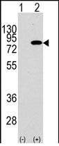 All lanes : Anti-PI 3 Kinase p85 beta antibody (ab71052) at 1/50 dilutionLane 1 : 293 cell lysate, non transfected Lane 2 : 293 cell lysate, transiently transfected with the PI 3 Kinase p85 beta gene Lysates/proteins at 2 µg per lane.