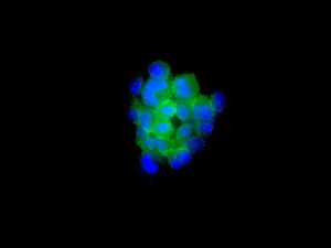 ab128903 at 1/50 dilution staining PI 3 Kinase regulatory subunit 4 in 293T cells by Immunofluorescence.