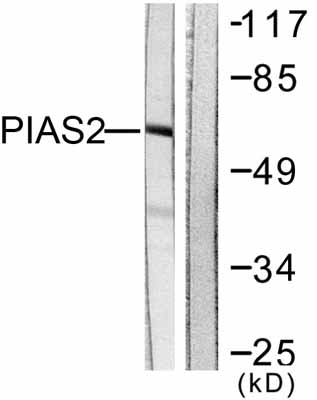 All lanes : Anti-PIAS2 antibody (ab58404) at 1/500 dilutionLane 1 : Cos7 cell extractLane 2 : Cos7 cell extract with peptide