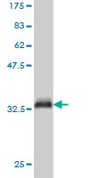 Western blot against tagged recombinant protein immunogen using ab55588 PIGC antibody at 1ug/ml.