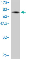 Western blot against tagged recombinant protein immunogen using ab57884 PIGO antibody at 1ug/ml.