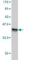 Western blot against tagged recombinant protein immunogen using ab55799 NFYC antibody at 1ug/ml.
