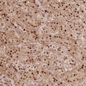 ab122338, at a 1/75 dilution, staining PIGY in paraffin-embedded Human adrenal gland tissue by immunohistochemistry.