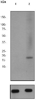 All lanes : Anti-Pin1 (phospho S16) antibody [EP1480Y] (ab62378) at 1/500 dilutionLane 1 : HeLa cell lysate (untreated)Lane 2 : HeLa cell lysate (treated with FBS + Calyculin A)Lysates/proteins at 10 µg per lane.SecondaryGoat anti-Rabbit HRP conjugated at 1/2000 dilution