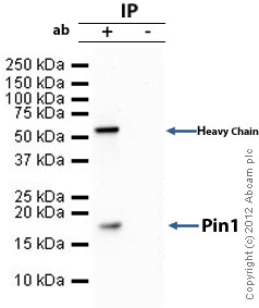Pin1 was immunoprecipitated using 0.5mg Hek293 whole cell extract, 10µg of Rabbit monoclonal to Pin1 and 50µl of protein G magnetic beads (+). No antibody was added to the control (-). The antibody was incubated under agitation with Protein G beads for 10min, Hek293 whole cell extract lysate diluted in RIPA buffer was added to each sample and incubated for a further 10min under agitation.Proteins were eluted by addition of 40µl SDS loading buffer and incubated for 10min at 70oC; 10µl of each sample was separated on a SDS PAGE gel, transferred to a nitrocellulose membrane, blocked with 5% BSA and probed with ab76309.Secondary: Clean blot (HRP conjugate) at 1/1000 dilution.Band: 18kDa: Pin1.