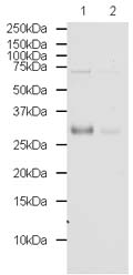 All lanes : Anti-Noggin antibody (ab16054) at 1 µg/mlLane 1 : Noggin Mouse Recombinant ProteinLane 2 : Noggin Mouse Recombinant Protein with Human Noggin peptide (ab16380) at 1 µg/mlLysates/proteins at 0.01 µg per lane.
