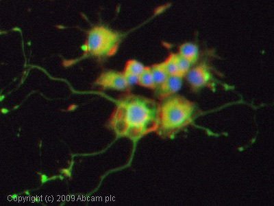 ICC/IF image of ab62024 stained PC12 cells. The cells were 100% methanol fixed (5 min) and then incubated in 1%BSA / 10% normal goat serum / 0.3M glycine in 0.1% PBS-Tween for 1h to permeabilise the cells and block non-specific protein-protein interactions. The cells were then incubated with the antibody (ab62024, 1µg/ml) overnight at +4°C. The secondary antibody (green) was Alexa Fluor® 488 goat anti-rabbit IgG (H+L) used at a 1/1000 dilution for 1h. Alexa Fluor® 594 WGA was used to label plasma membranes (red) at a 1/200 dilution for 1h. DAPI was used to stain the cell nuclei (blue) at a concentration of 1.43µM.