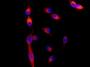 Immunofluorescence analysis of U87-MG cells labeling Nogo with ab180847 at a 1/100 dilution.