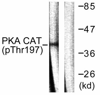 All lanes : Anti-PKA alpha + beta (catalytic subunits) (phospho T197) antibody (ab59218) at 1/500 dilutionLane 1 : mouse brain cell extractLane 2 : mouse brain cell extract with immunising peptide