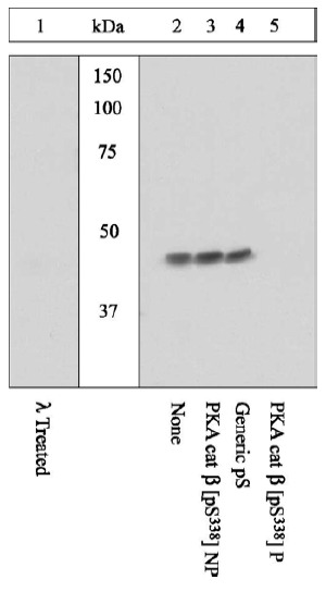 Peptide Competition: Lysates prepared from 3T3-L1 cells were resolved by SDS-PAGE on a 10% polyacrylamide gel and transferred to PVDF. Membranes were either treated with lambda phosphatase (1) or left untreated (2-5), blocked with a 5% BSA-TBSTbuffer for two hours at room temperature, and incubated with ab5816 antibody for two hours at room temperature in a 3% BSA-TBST buffer, following prior incubation with: no peptide (1, 2), the non-phosphopeptide corresponding to the immunogen (3), a generic phosphoserine-containing peptide (4), or, the phosphopeptide immunogen (5). After washing, membranes were incubated with goat F(ab’)2 anti-rabbit IgG HRP-conjugate and bands were detected using the Pierce SuperSignalTM method. The data show that the peptide corresponding to PKA cat beta [pS338] blocks the antibody signal, thereby verifying the specificity of the antibody. The data also show that phosphatase stripping eliminates the signal, verifying that the antibody is phospho-specific.