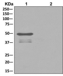 Western blot analysis on Immunoprecipitation pellet from either 1) HeLa cell lysate, or 2) 1xPBS (negative control); showing Nogo, using ab180847 at 1/10 dilution and HRP-conjugated anti-rabbit IgG preferentially detecting the non-reduced form of rabbit IgG.