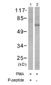 All lanes : Anti-PKC (phospho T410) antibody (ab51166) at 1/500 dilutionLane 1 : Extracts from 3T3 cells treated with PMA (125ng/ml, 30min) plus phosphopeptide.Lane 2 : Extracts from 3T3 cells treated with PMA (125ng/ml, 30min).