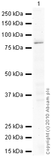 Anti-PKC (phospho T497) antibody (ab59411) at 1 µg/ml + Jurkat (Human T cell lymphoblast-like cell line) Whole Cell Lysate at 10 µgSecondaryGoat Anti-Rabbit IgG H&L (HRP) preadsorbed (ab97080) at 1/5000 dilutiondeveloped using the ECL techniquePerformed under reducing conditions.
