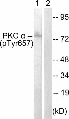 All lanes : Anti-PKC alpha (phospho Y657) antibody (ab63386) at 1/500 dilutionLane 1 : COLO205 cell extractLane 2 : COLO205 cell extract with immunising phosphopeptide at 10 µgLysates/proteins at 30 µg per lane.