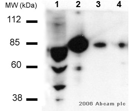All lanes : Anti-PKC beta 1 antibody (ab4132) at 1/1000 dilutionLane 1 : 20ug BxPC3 whole cell lysateLane 2 : 10pg recombinant human PKCbeta1Lane 3 : 3pg recombinant human PKCbeta1Lane 4 : 1pg recombinant human PKCbeta1SecondaryHRP conjugated mouse anti-rabbit.developed using the ECL techniquePerformed under reducing conditions.