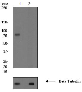 All lanes : Anti-PKC beta 2 (phospho S660) antibody [EP1902Y] (ab75837) at 1/100000 dilutionLane 1 : Jurkat cell lysates, untreatedLane 2 : Jurkat cell lysates, treated with APLysates/proteins at 10 µg per lane.Secondarygoat anti-rabbit HRP at 1/2000 dilution