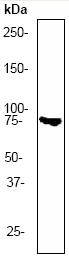 Anti-PKC beta 2 antibody [Y125] (ab32026) at 1/500 dilution + K562 cell lysate