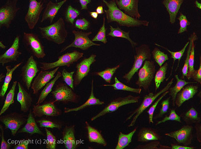 ICC/IF image of ab63387 stained HeLa cells. The cells were 4% formaldehyde fixed (10 min) and then incubated in 1%BSA / 10% normal goat serum / 0.3M glycine in 0.1% PBS-Tween for 1h to permeabilise the cells and block non-specific protein-protein interactions. The cells were then incubated with the antibody ab63387 at 5µg/ml overnight at +4°C. The secondary antibody (green) was a goat anti-rabbit DyLight® 488 (ab96899) IgG (H+L) used at a 1/1000 dilution for 1h. Alexa Fluor® 594 WGA was used to label plasma membranes (red) at a 1/200 dilution for 1h. DAPI was used to stain the cell nuclei (blue) at a concentration of 1.43µM.