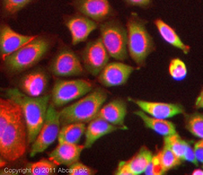 ICC/IF image of ab88241 stained MCF7 cells. The cells were 100% methanol fixed (5 min) and then incubated in 1%BSA / 10% normal goat serum / 0.3M glycine in 0.1% PBS-Tween for 1h to permeabilise the cells and block non-specific protein-protein interactions. The cells were then incubated with the antibody (ab88241, 5µg/ml) overnight at +4°C. The secondary antibody (green) was Alexa Fluor® 488 goat anti-rabbit IgG (H+L) used at a 1/1000 dilution for 1h. Alexa Fluor® 594 WGA was used to label plasma membranes (red) at a 1/200 dilution for 1h. DAPI was used to stain the cell nuclei (blue) at a concentration of 1.43µM.