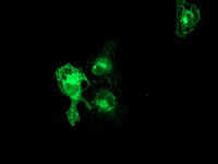 ab114034 at 1/100 dilution staining PKC epsilon in COS7 cells transiently transfected with pCMV6-ENTRY PKC epsilon by Immunofluorescence.