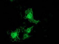 ab114020, at 1/100 dilution, staining PKC epsilon in COS7 cells transiently transfected with pCMV6-ENTRY PKC epsilon by Immunofluorescence.
