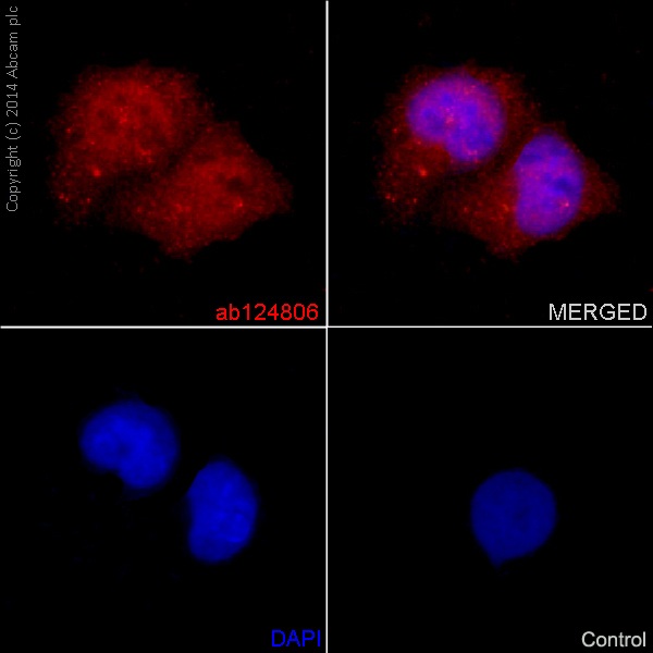 Immunocytochemistry/Immunofluorescence analysis of HeLa cells labelling PKC epsilon with purified ab124806 at 1/150. Cells were fixed with 4% paraformaldehyde. An Alexa Fluor® 555-conjugated goat anti-rabbit IgG (1/500) was used as the secondary antibody. DAPI (blue) was used as the nuclear counterstain.Control: primary antibody (1/150) and secondary antibody, ab150113, an Alexa Fluor® 488-conjugated goat anti-mouse IgG (1/500).