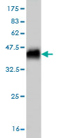 Western blot against tagged recombinant protein immunogen using ab57786 NOL4 antibody at 1ug/ml.