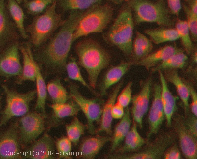 ICC/IF image of ab51157 stained HeLa cells. The cells were 4% PFA fixed (10 min) and then incubated in 1%BSA / 10% normal goat serum / 0.3M glycine in 0.1% PBS-Tween for 1h to permeabilise the cells and block non-specific protein-protein interactions. The cells were then incubated with the antibody (ab51157, 1µg/ml) overnight at +4°C. The secondary antibody (green) was Alexa Fluor® 488 goat anti-rabbit IgG (H+L) used at a 1/1000 dilution for 1h. Alexa Fluor® 594 WGA was used to label plasma membranes (red) at a 1/200 dilution for 1h. DAPI was used to stain the cell nuclei (blue) at a concentration of 1.43µM.