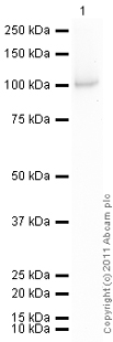 Anti-PKC zeta antibody (ab51157) at 1/1000 dilution + Active human PKC zeta full length protein (ab60848) at 0.01 µgSecondaryGoat Anti-Mouse IgG H&L (HRP) preadsorbed (ab97040) at 1/5000 dilutiondeveloped using the ECL techniquePerformed under reducing conditions.Exposure time : 1 minute