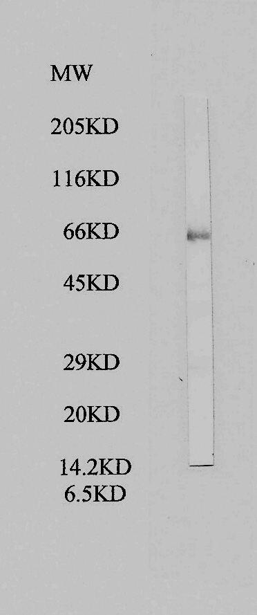 Anti-PKNOX1.1 antibody (ab28971) at 1/2000 dilution + Testis or placenta total protein extract at 40 µgSecondaryanti-IgY