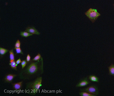 ICC/IF image of ab85069 stained MCF7 cells. The cells were 4% formaldehyde fixed (10 min) and then incubated in 1%BSA / 10% normal goat serum / 0.3M glycine in 0.1% PBS-Tween for 1h to permeabilise the cells and block non-specific protein-protein interactions. The cells were then incubated with the antibody (ab85069, 5µg/ml) overnight at +4°C. The secondary antibody (green) was ab96899, DyLight® 488 goat anti-rabbit IgG (H+L) used at a 1/250 dilution for 1h. Alexa Fluor® 594 WGA was used to label plasma membranes (red) at a 1/200 dilution for 1h. DAPI was used to stain the cell nuclei (blue) at a concentration of 1.43µM.