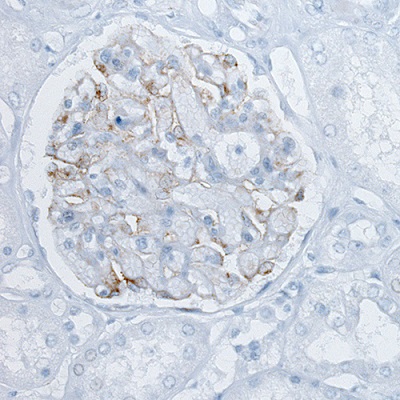 Immunohistochemical staining (using ab188028) of human kidney shows only low background positivity.