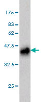Western blot against tagged recombinant protein immunogen using ab55652 PLAG1 antibody at 1ug/ml.