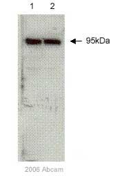 All lanes : Anti-Plasminogen antibody (ab6189) at 1/5000 dilutionLane 1 : 30ug Rat plasma cell lysateLane 2 : 30ug Rat plasma cell lysateSecondaryHRP conjugated rabbit anti-goat antibodydeveloped using the ECL techniquePerformed under reducing conditions.Observed band size : 95 kDa (why is the actual band size different from the predicted?)Exposure time :  1 minuteSee Abreview
