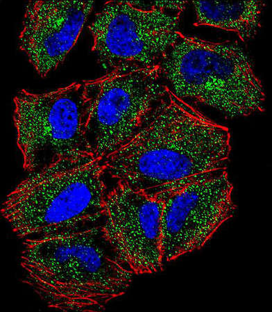 Confocal imunofluorescent analysis of NCI-H460 cells labeling PLCL2 with ab170725 at 1/10 dilution followed by Alexa Fluor 488-conjugated goat anti-rabbit lgG (green). Actin filaments have been labeled with Alexa Fluor 555 phalloidin (red). DAPI was used to stain the cell nuclear (blue).