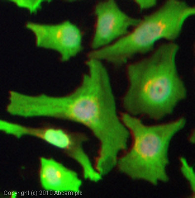 ICC/IF image of ab54979 stained HeLa cells. The cells were 4% formaldehyde fixed (10 min) and then incubated in 1%BSA / 10% normal goat serum / 0.3M glycine in 0.1% PBS-Tween for 1h to permeabilise the cells and block non-specific protein-protein interactions. The cells were then incubated with the antibody (ab54979, 1µg/ml) overnight at +4°C. The secondary antibody (green) was Alexa Fluor® 488 goat anti-mouse IgG (H+L) used at a 1/1000 dilution for 1h. Alexa Fluor® 594 WGA was used to label plasma membranes (red) at a 1/200 dilution for 1h. DAPI was used to stain the cell nuclei (blue) at a concentration of 1.43µM.