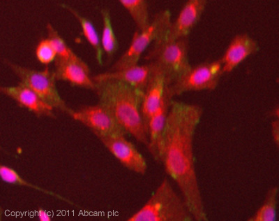 ICC/IF image of ab95391 stained SKNSH cells. The cells were 4% PFA fixed (10 min) and then incubated in 1%BSA / 10% normal goat serum / 0.3M glycine in 0.1% PBS-Tween for 1h to permeabilise the cells and block non-specific protein-protein interactions. The cells were then incubated with the antibody (ab95391, 5µg/ml) overnight at +4°C. The secondary antibody (green) was ab96899, DyLight® 488 goat anti-rabbit IgG (H+L) used at a 1/250 dilution for 1h. Alexa Fluor® 594 WGA was used to label plasma membranes (red) at a 1/200 dilution for 1h. DAPI was used to stain the cell nuclei (blue) at a concentration of 1.43µM.