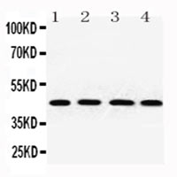 All lanes : Anti-Non-muscle Actin antibody - N-terminal (ab190947) at 0.5 µg/mlLane 1 : Rat kidney tissue lysateLane 2 : A549 whole cell lysateLane 3 : MCF7 whole cell lysateLane 4 : HepG2 whole cell lysateLysates/proteins at 40 µg per lane.