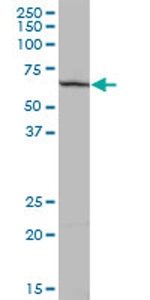 Anti-PLEKHO2 antibody (ab69160) at 1/500 dilution + Human placenta tissue lysate at 25 µgSecondaryGoat Anti-Mouse IgG (H&L)-HRP Conjugate at 1/2500 dilution