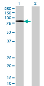 All lanes : Anti-PLEKHO2 antibody (ab69160) at 1/500 dilutionLane 1 : PLEKHO2 transfected 293T cell lysateLane 2 : Non-transfected 293T cell lysateLysates/proteins at 25 µg per lane.SecondaryGoat Anti-Mouse IgG (H&L)-HRP Conjugate at 1/2500 dilution