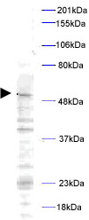 Anti-PLK1 (phospho T210) antibody (ab12157) at 1/500 dilution + Mouse A20 cell lysate
