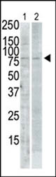 All lanes : Anti-PLK2 antibody (ab71311) at 1/100 dilutionLane 1 : PMA-treated Pam212 cell lysateLane 2 : Rat testis whole cell lysate