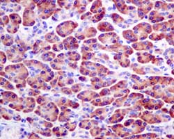 Immunohistochemical analysis of paraffin-embedded Human pancreas tissue labeling PLK2 with ab154794 at 1/50 dilution.